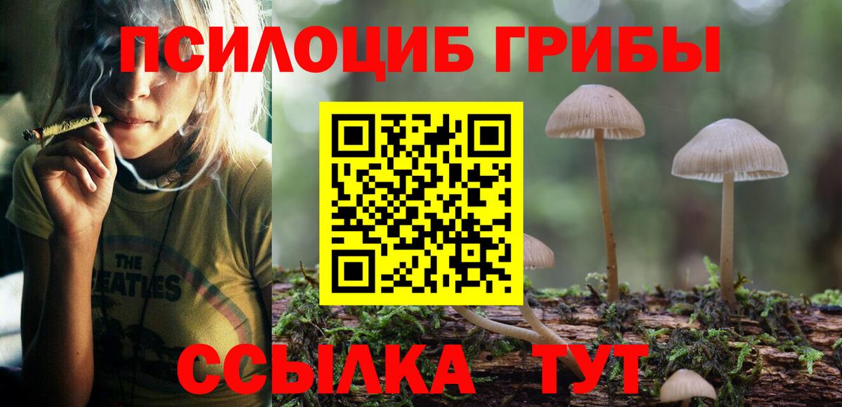 Галлюциногенные грибы Psilocybe Алейск